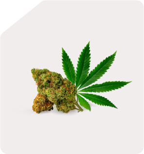 cannabis