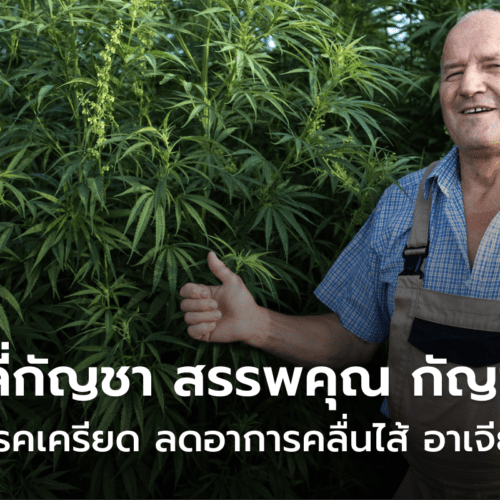 เยลลี่กัญชา สรรพคุณ กัญชา รักษาโรคเครียด ลดอาการคลื่นไส้ อาเจียน