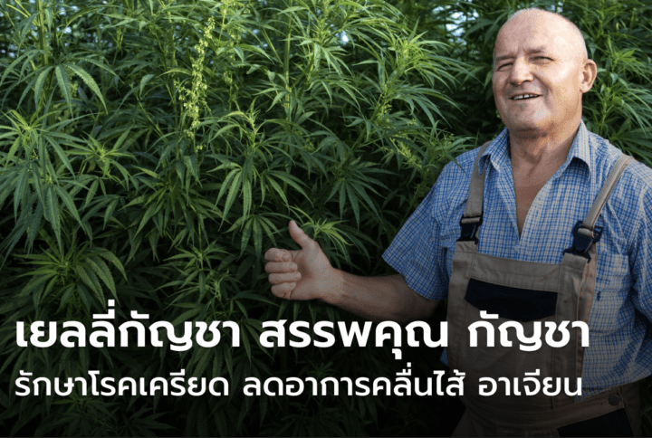 เยลลี่กัญชา สรรพคุณ กัญชา รักษาโรคเครียด ลดอาการคลื่นไส้ อาเจียน
