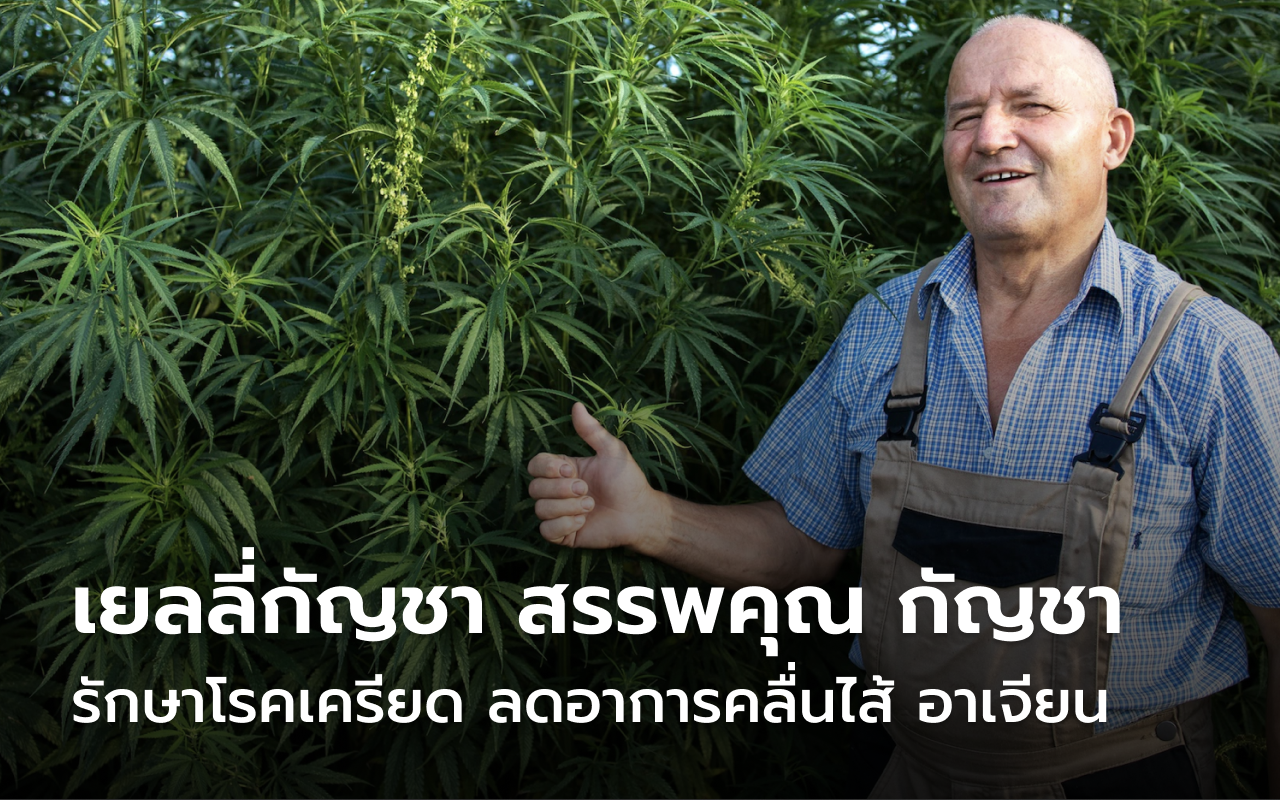 เยลลี่กัญชา สรรพคุณ