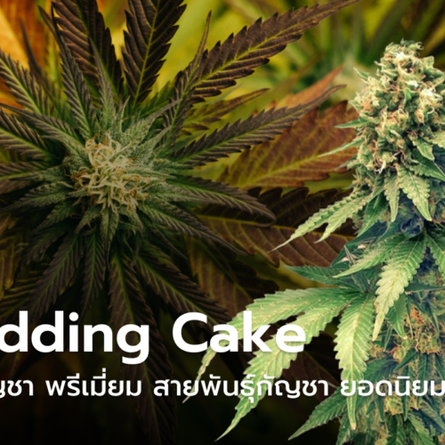 ดอกกัญชา Wedding Cake ดอกกัญชาพรีเมี่ยม สายพันธุ์กัญชา ยอดนิยม