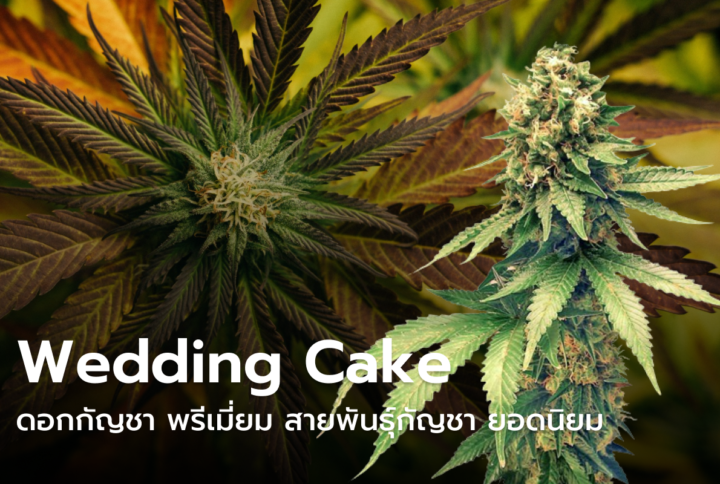 ดอกกัญชา Wedding Cake ดอกกัญชาพรีเมี่ยม สายพันธุ์กัญชา ยอดนิยม