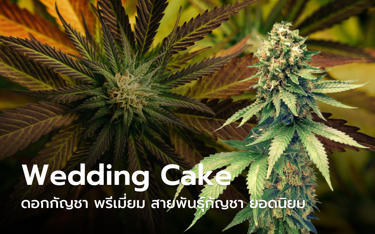 ดอกกัญชา Wedding Cake